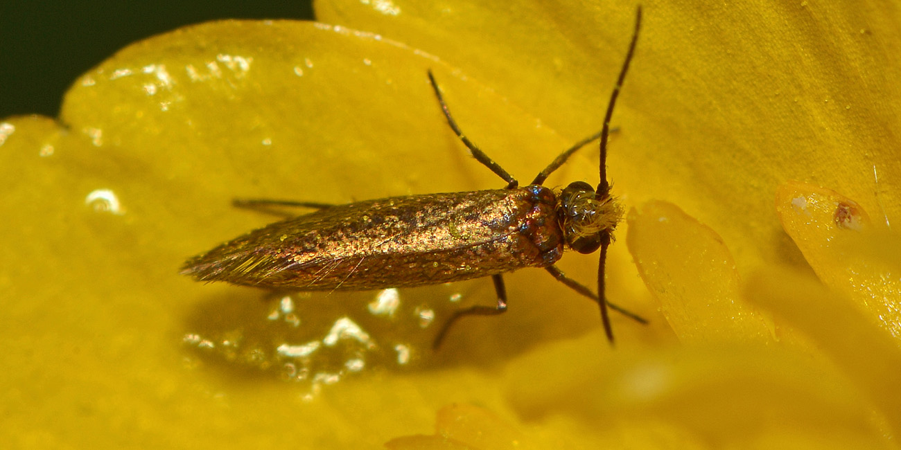 Micropterix sp? S: Micropterix garganoensis (cfr.)  - Micropterigidae